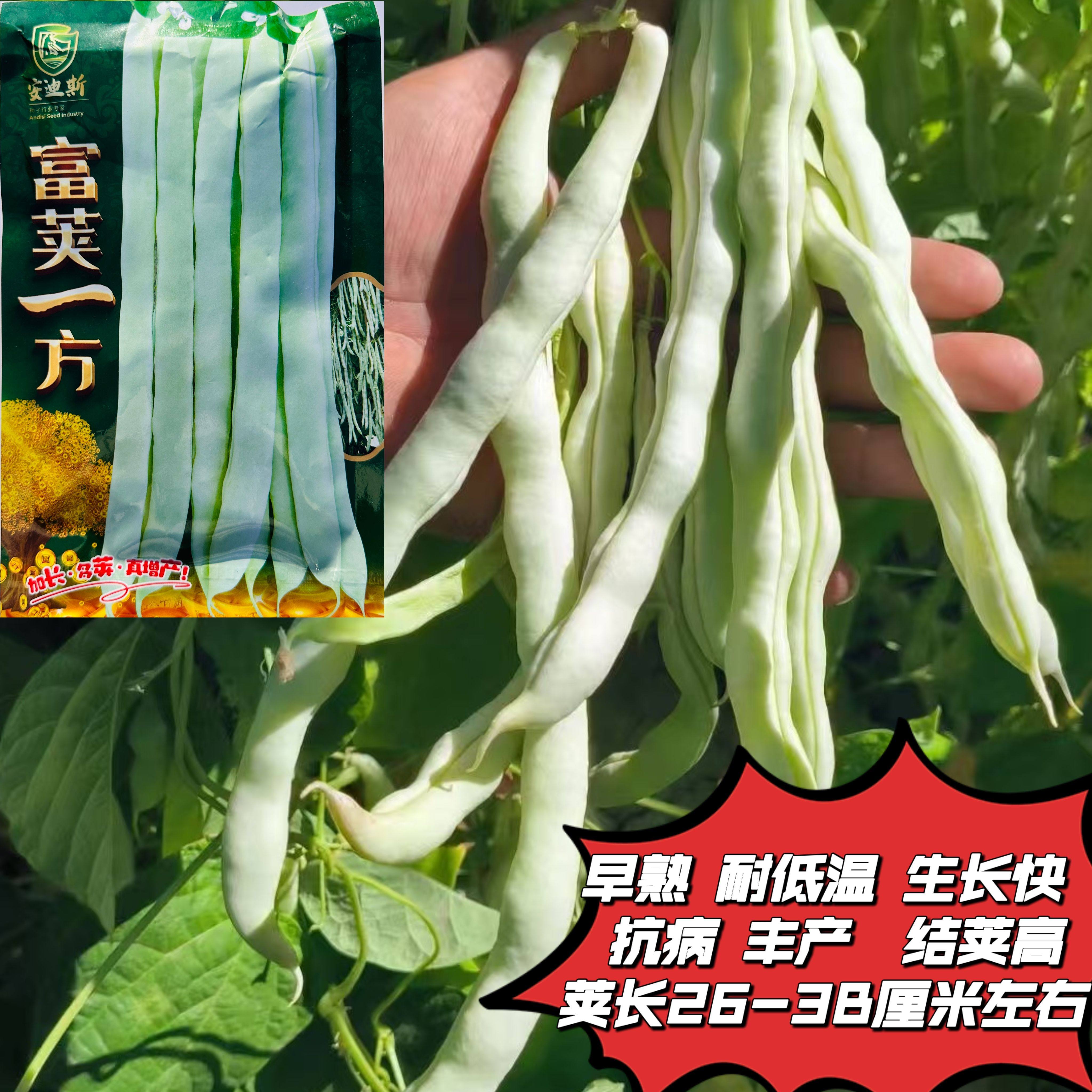 富荚一方早熟嫩架豆子四季豆角种籽芸豆搭架种田春夏秋播蔬菜种子