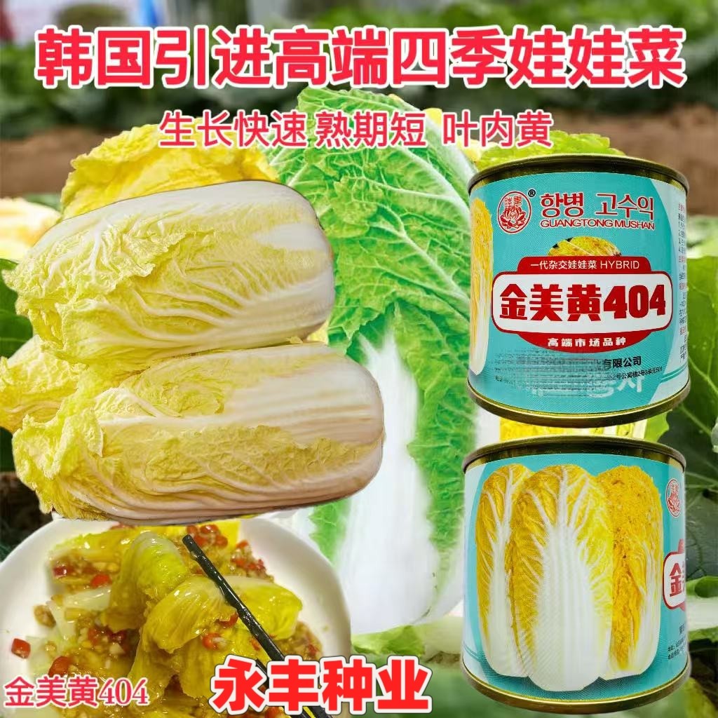 金美黄303/404娃娃菜种子一代杂交韩国进口型高端春夏秋播白菜种