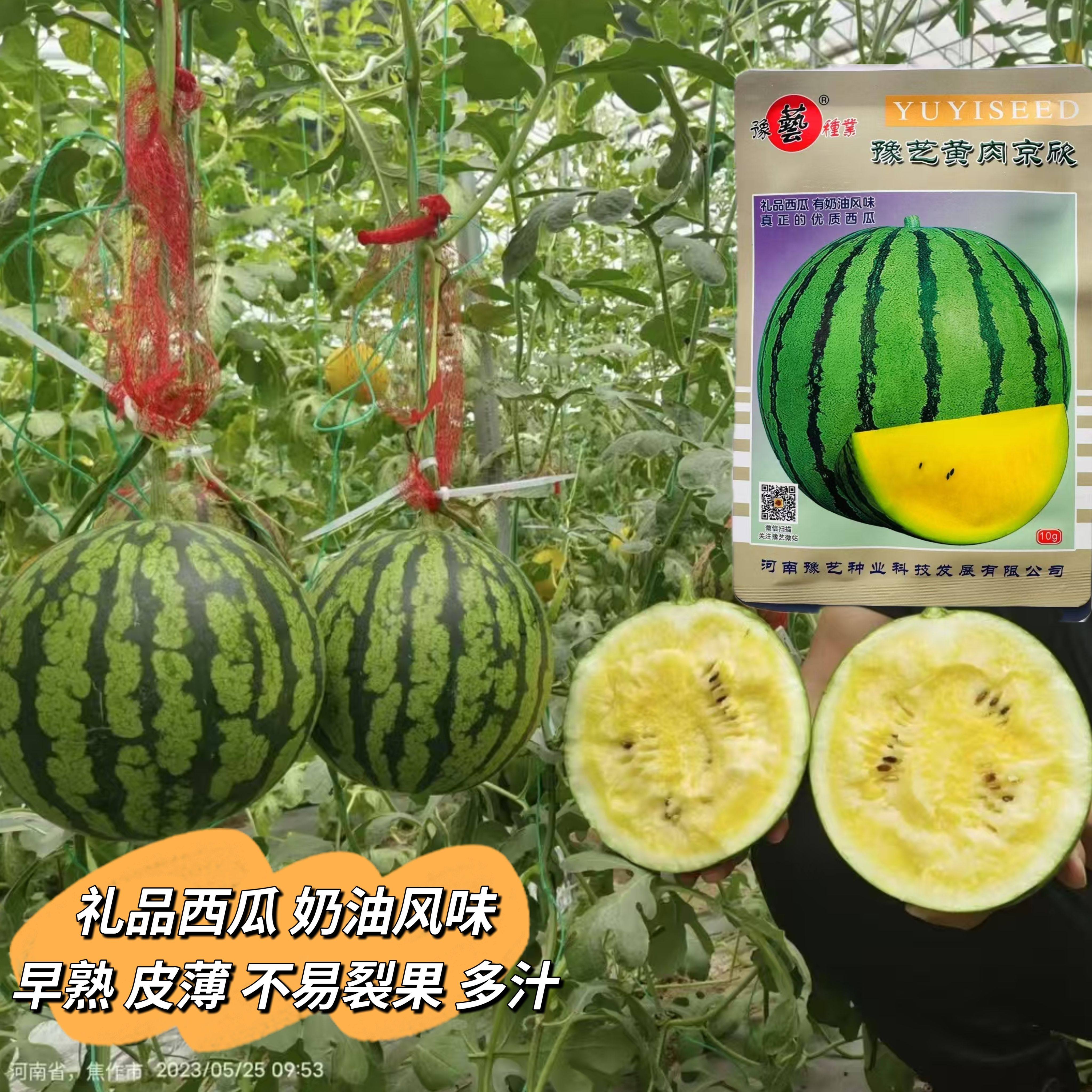 豫艺黄肉京欣礼品西瓜种子皮薄韧早熟花皮黄肉小西瓜种籽奶油西瓜