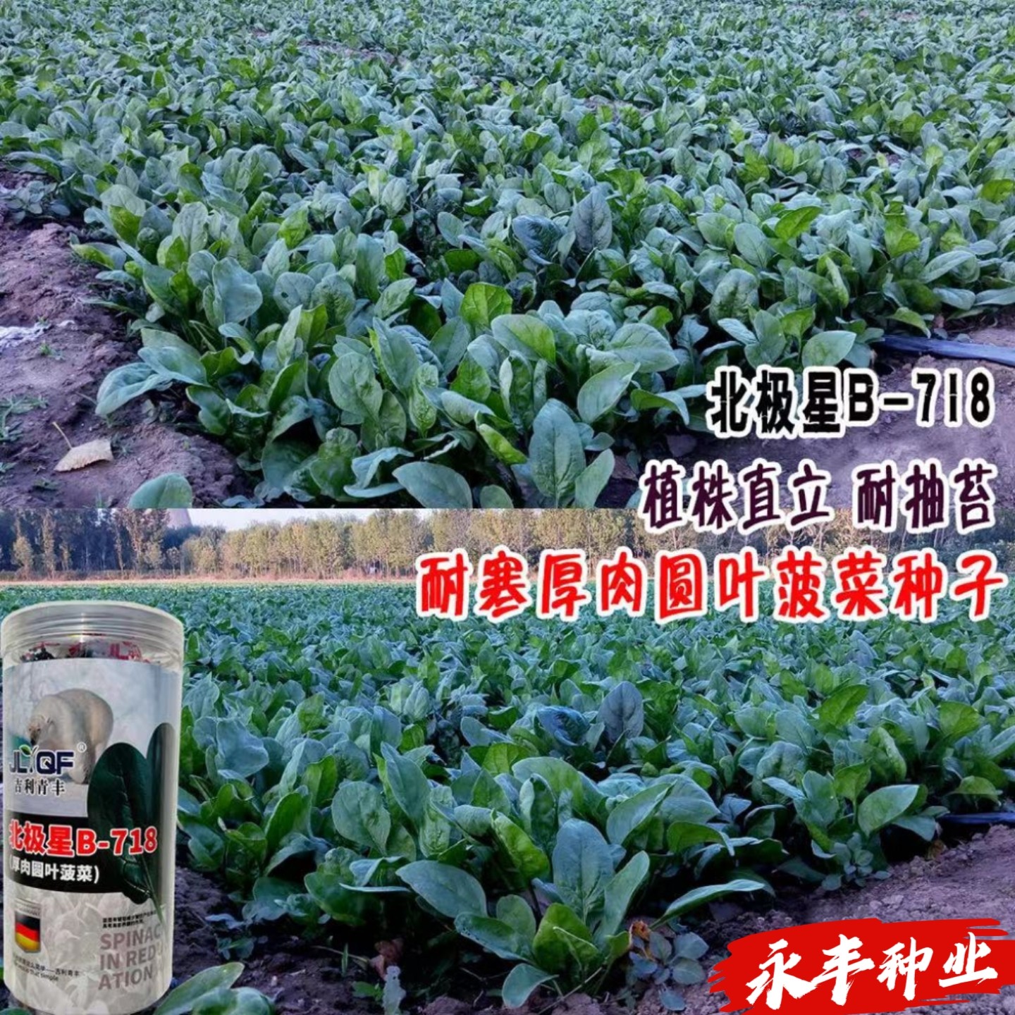 北极星菠菜种子秋冬早春大圆叶菠菜种籽耐寒强深绿叶大田基地抗病