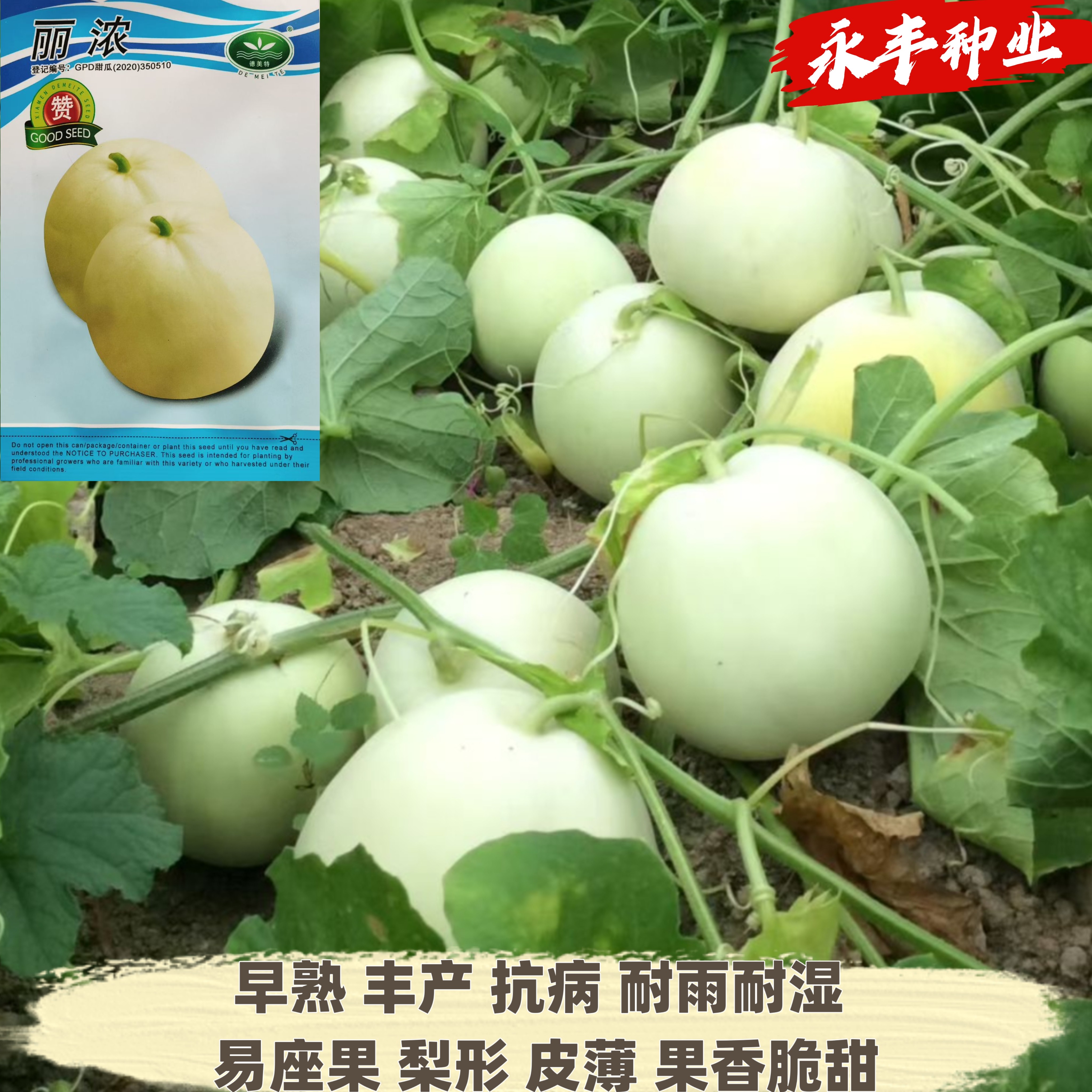 丽浓甜瓜种子薄皮甜脆香瓜种子春季四季脆瓜早熟高产香瓜种子籽