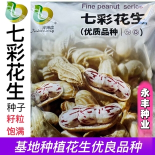 花生种子七彩花生糖果水果花生奶油七彩花生种籽颗粒饱满春季种孑