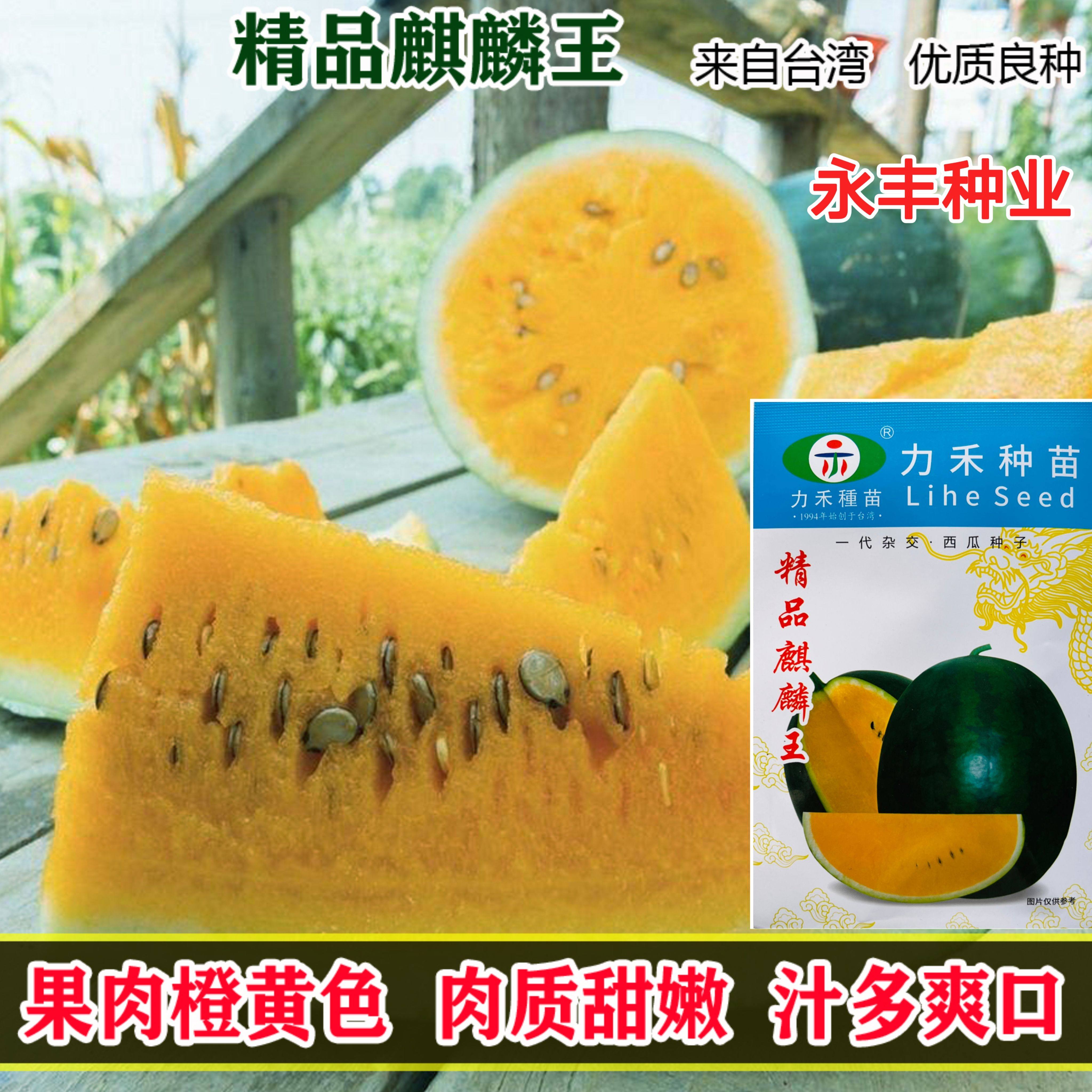 力禾精品麒麟王黄肉西瓜种子杂交长椭圆形绿皮黄瓤口感脆甜耐贮运