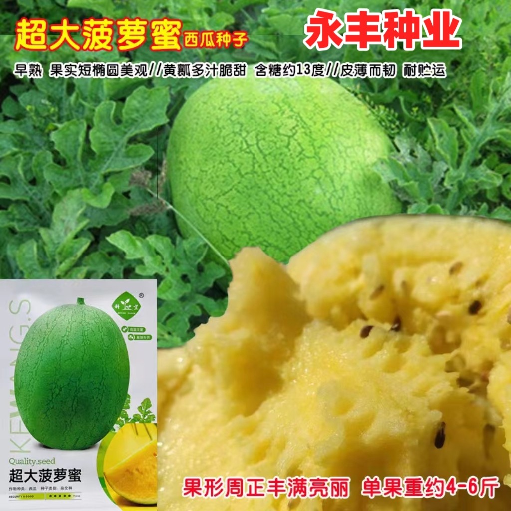 大菠萝蜜西瓜种子早熟春秋超脆肉黄瓤多汁西瓜种子味酥甜松软香浓