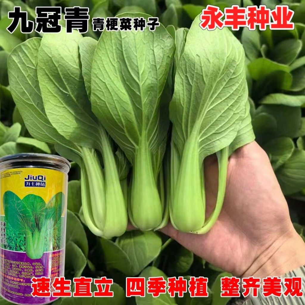 九冠青种子黑叶菜种籽耐热抗病高产四季播大田蔬菜孑子青梗小白菜