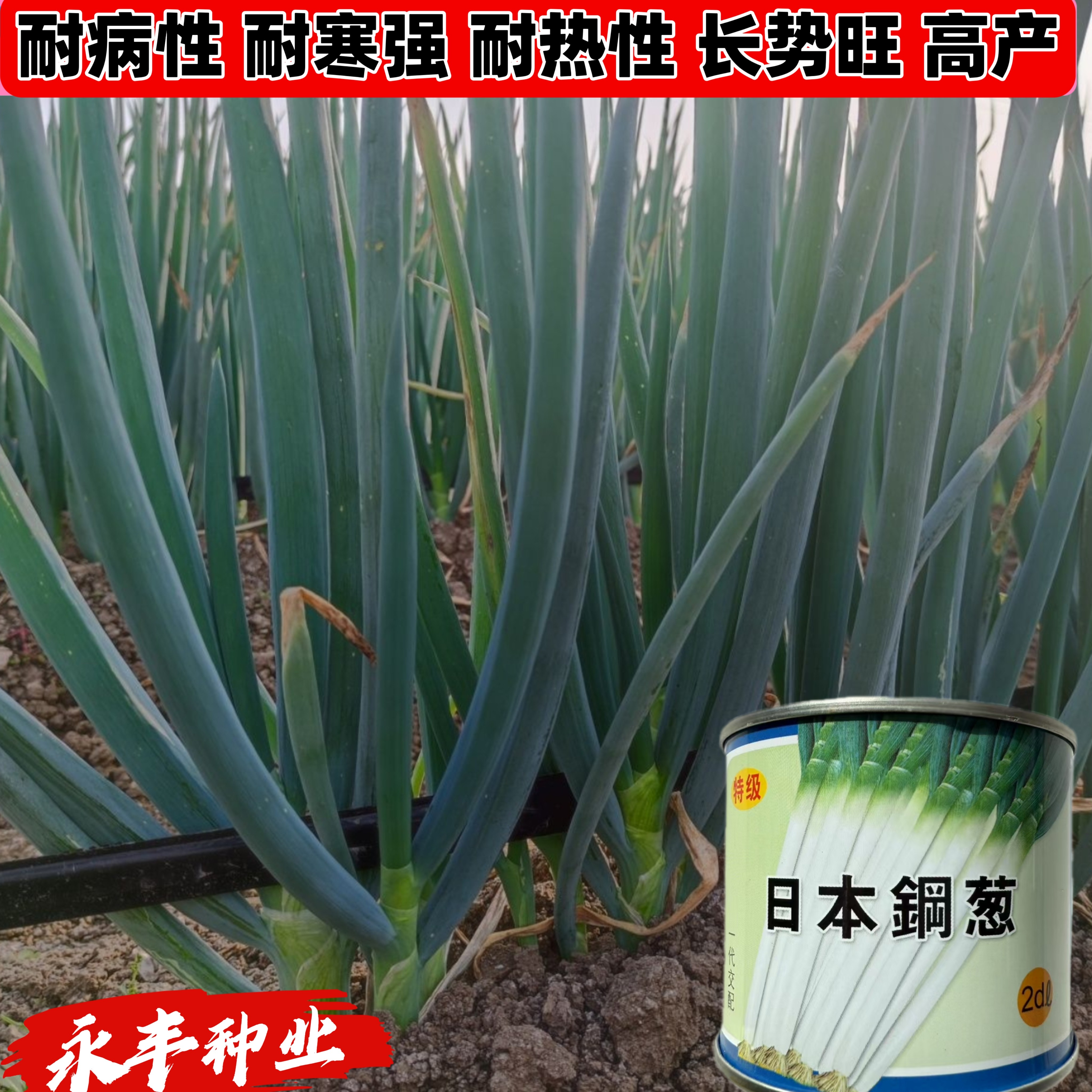 日本钢葱大葱种子抗逆性强抗病高产耐热耐寒抗倒伏春秋大田用种孑