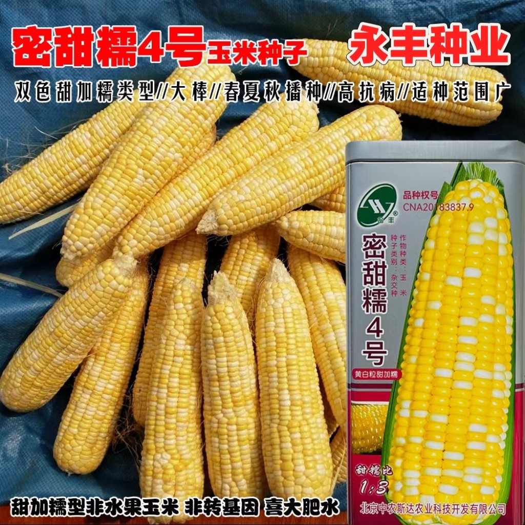 密甜糯4号玉米种子甜加糯型非水果玉米高抗病适广性好甜糯玉米种