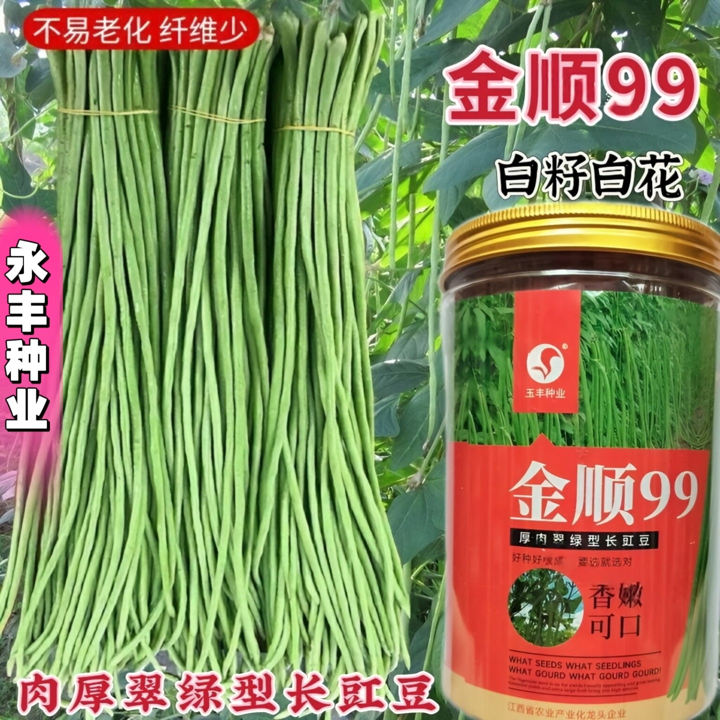 金顺99耐热长豆角种子早中熟绿色油亮肉厚耐运输采收期长豆角种子