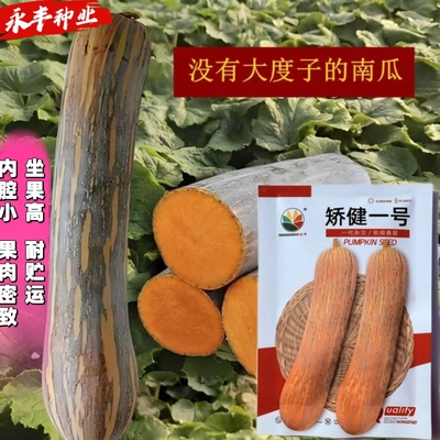 农之子矫健一号南瓜种子早熟长棒形果肉密致高产耐储存耐运输香甜