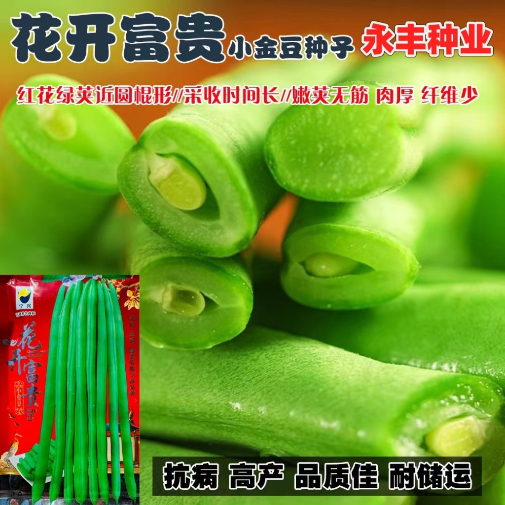 花开富贵小金豆种子籽加长型座荚力强荚嫩绿色头尾均匀扁圆偏厚