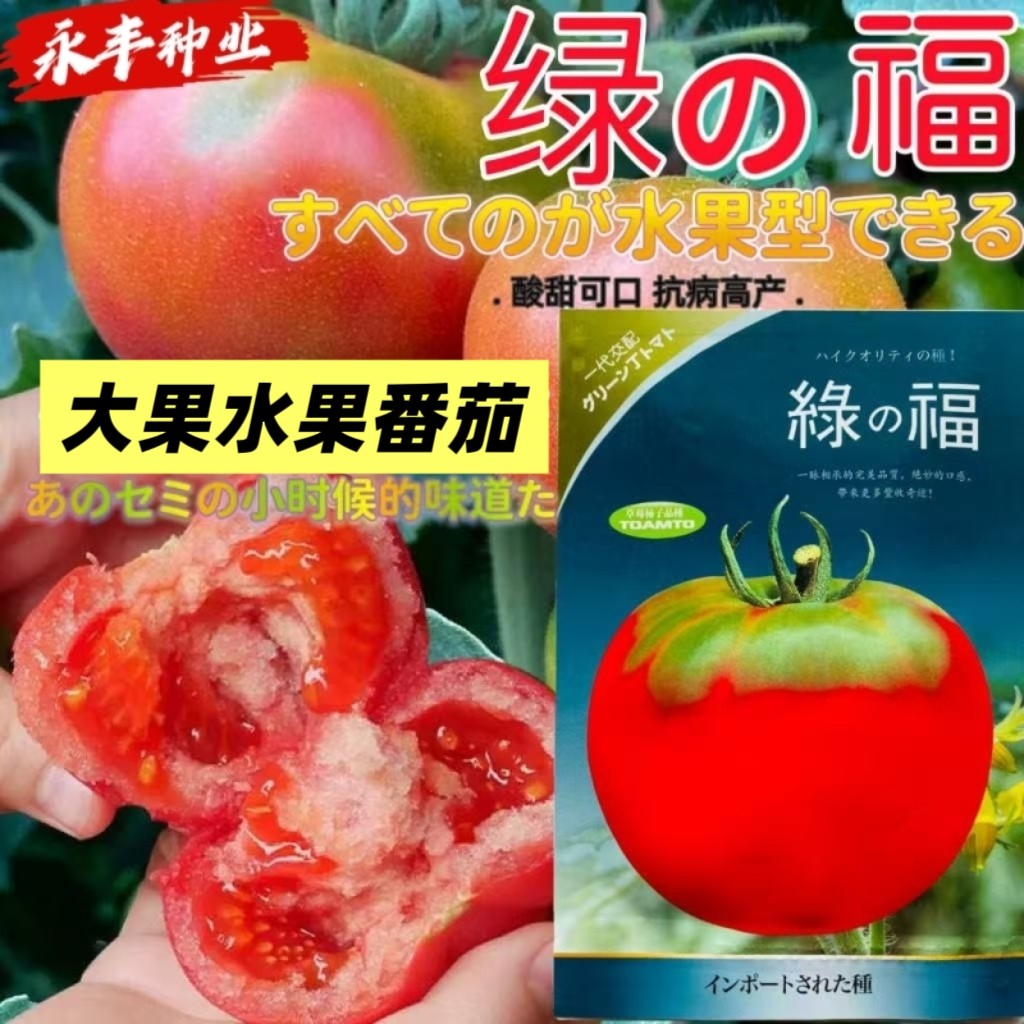 绿福番茄草莓柿子番茄种子早熟抗病厚皮大果西红柿种子耐寒大棚种