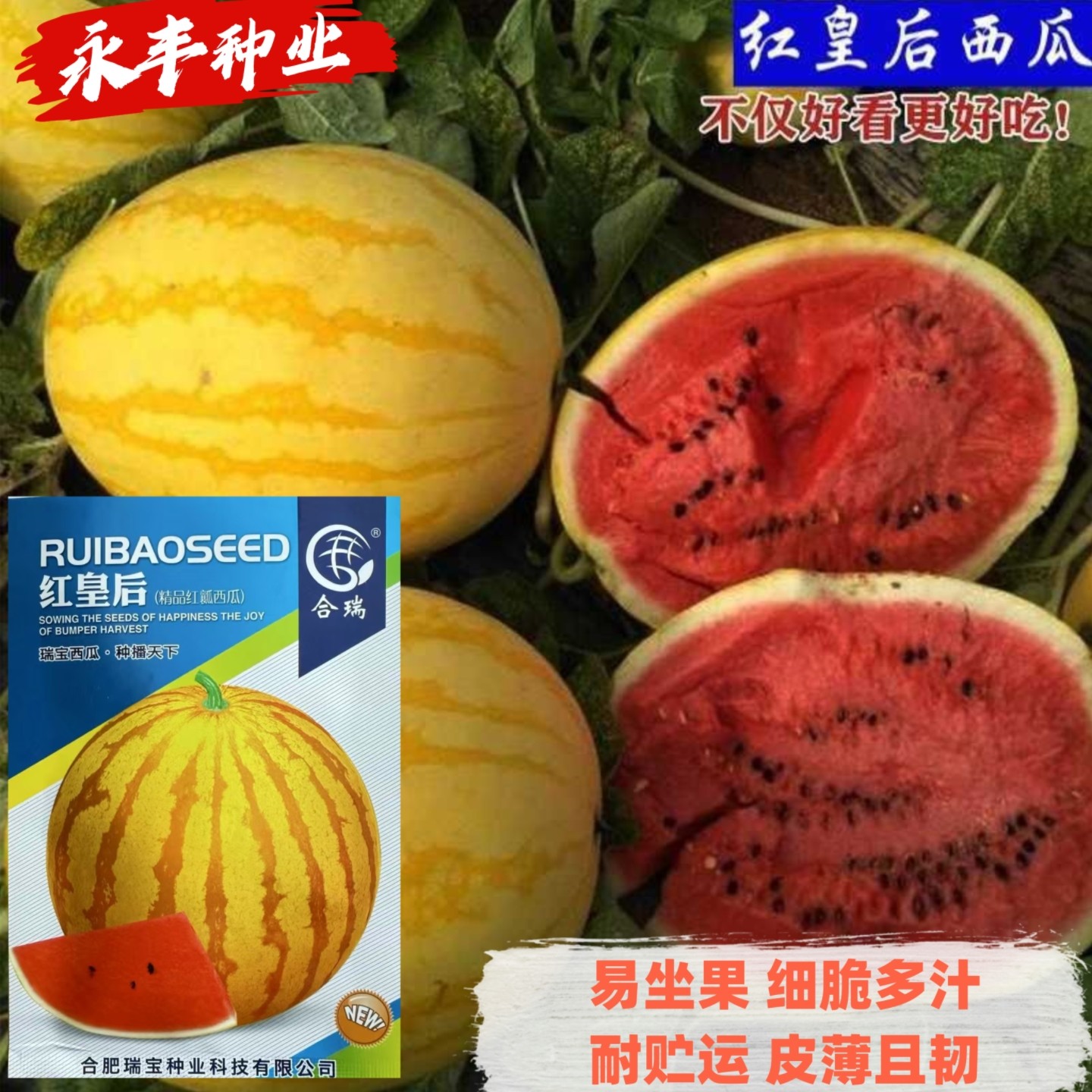 冰淇淋黄冠黄皮红瓤西瓜种子早熟黄皮红瓤口感酥松爽口香甜瓜种籽