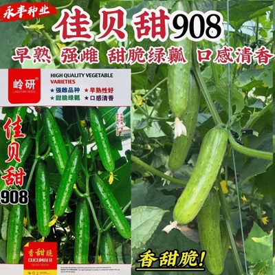 佳贝甜908黄瓜种子强雌早熟旱黄瓜种籽甜脆绿瓤水果黄瓜种子清香