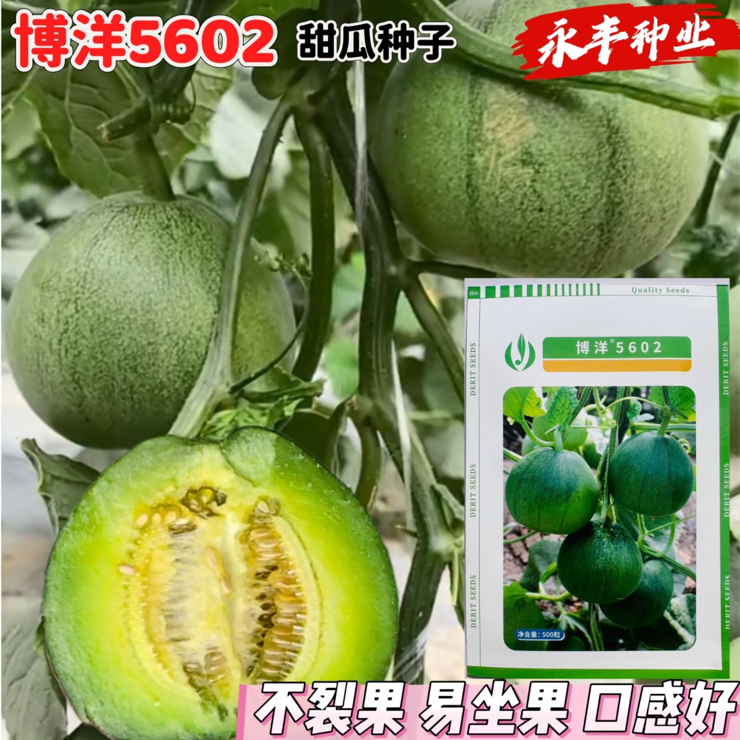 博洋5602甜瓜种子绿皮绿瓤抗病不裂果肉质脆甜口感好露大棚香瓜种