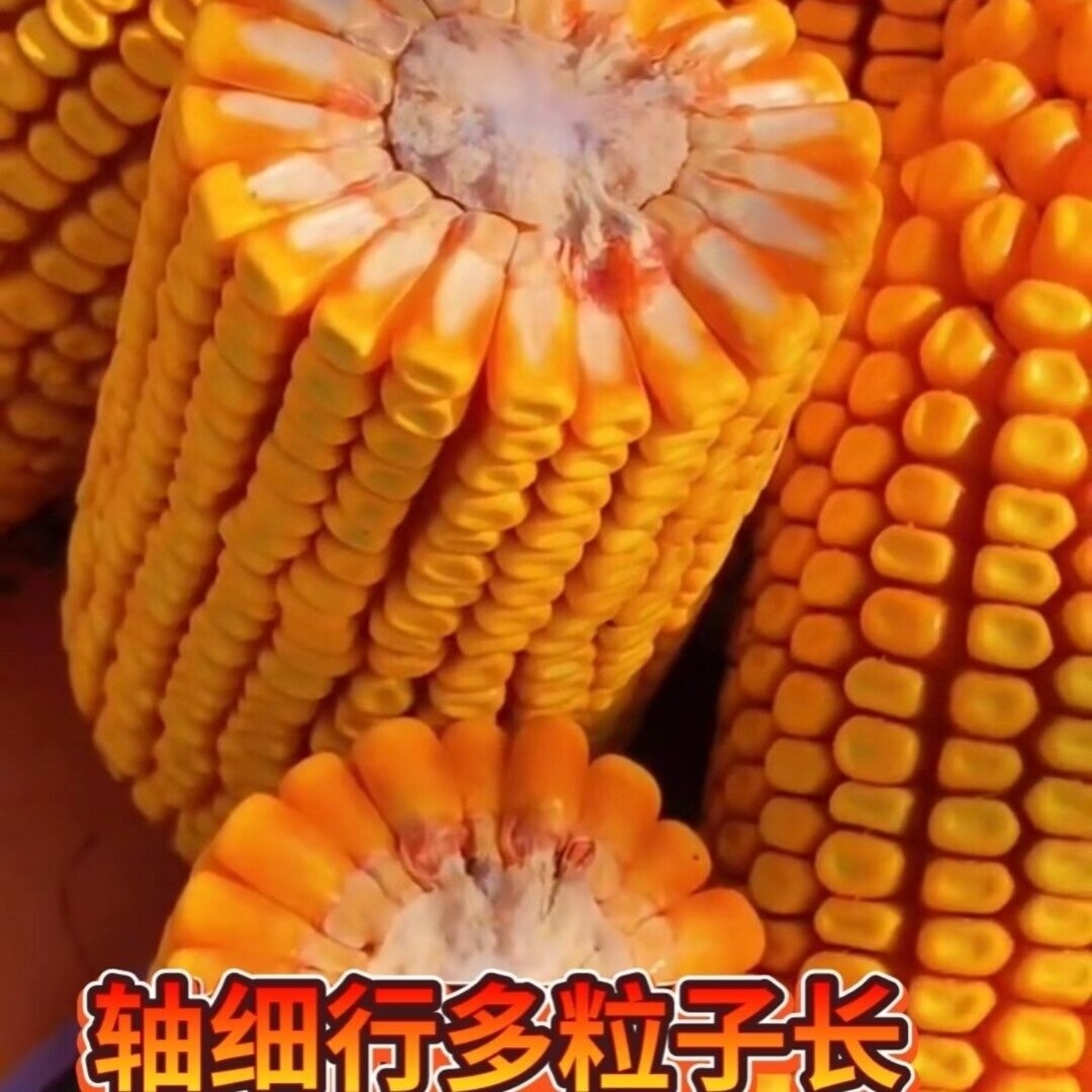 东单1331红轴玉米种子大棒小钢炮高产抗病耐热耐寒马齿玉米籽春播