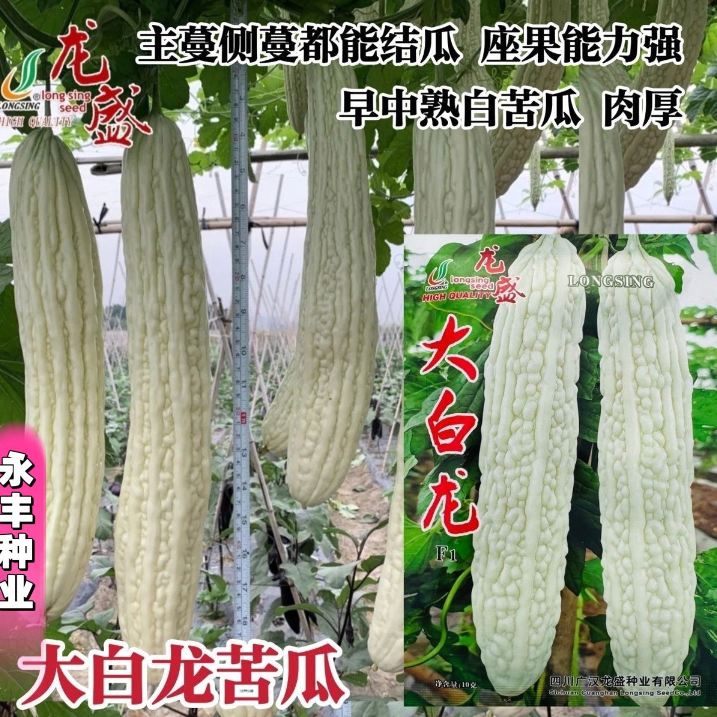 大白龙苦瓜种子白玉苦瓜种子春夏播蔬菜种子蔬菜种子老品种苦瓜