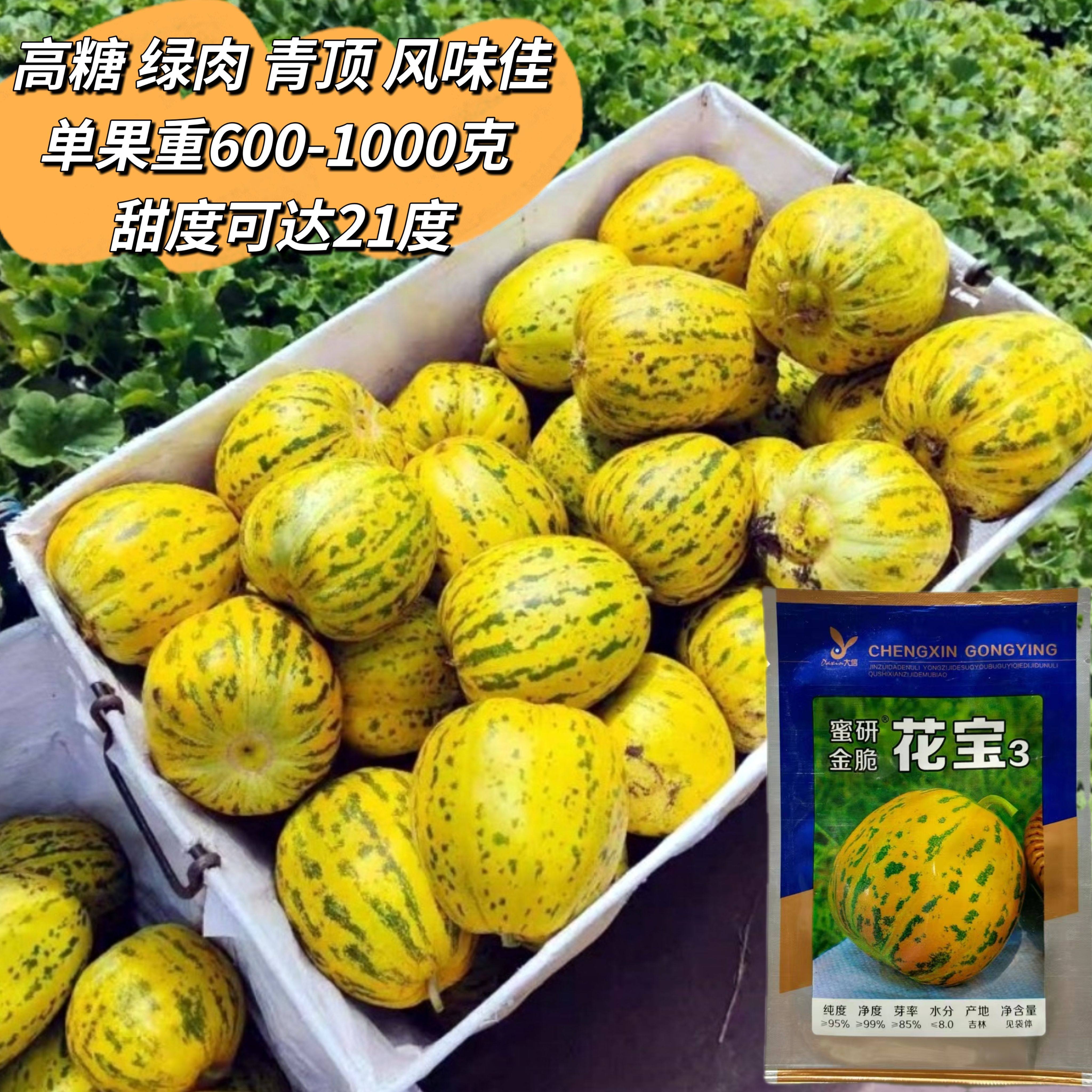 花宝3号香瓜种子基地春秋早熟耐湿抗病高糖超甜脆薄皮豹纹甜瓜籽