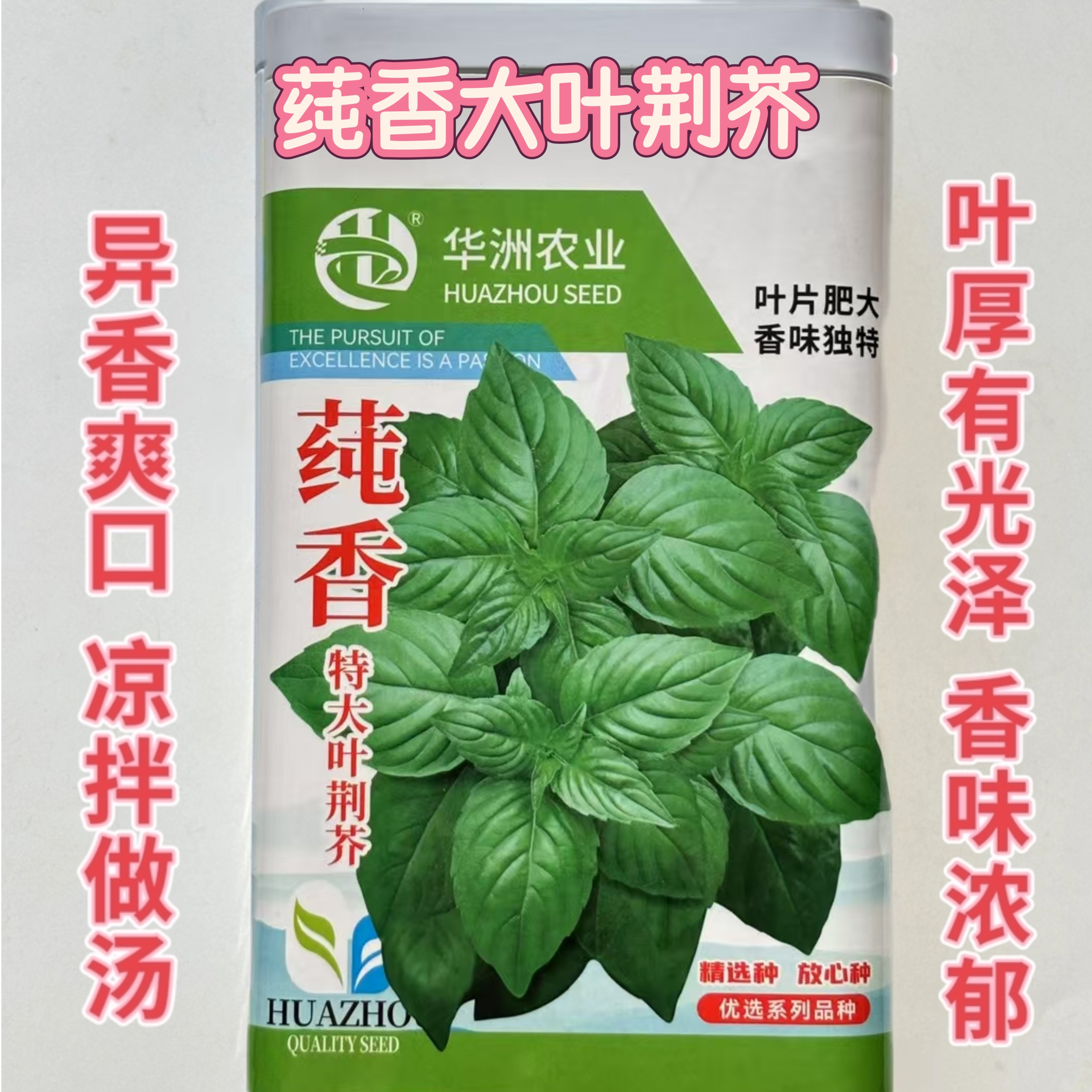 莼香大叶荆芥种子河南荆芥菜种子特色蔬菜种孑南北方春夏秋季播