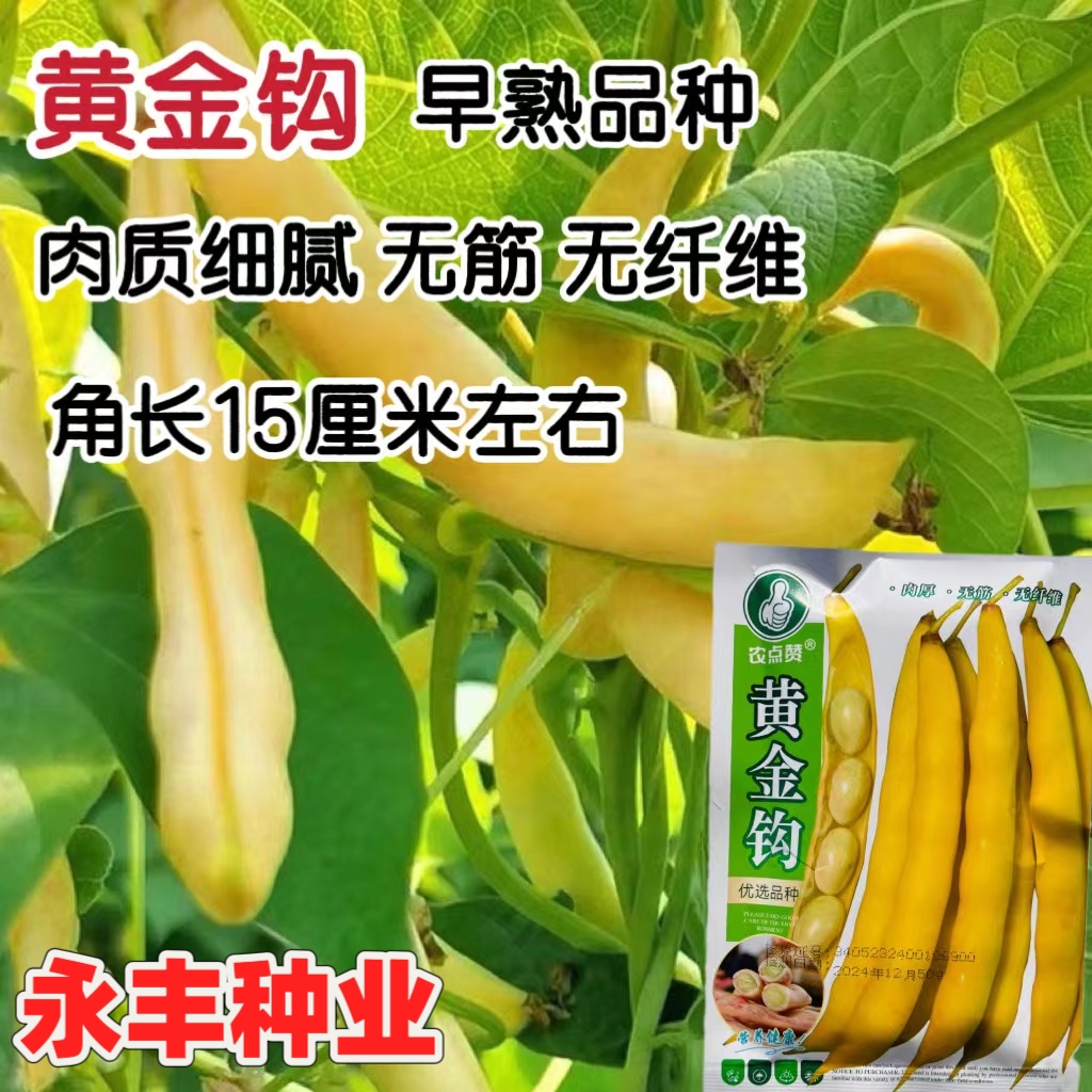 东北黄金勾红金钩豆角架豆王种子高产油豆角种籽沟扁豆春季蔬菜籽