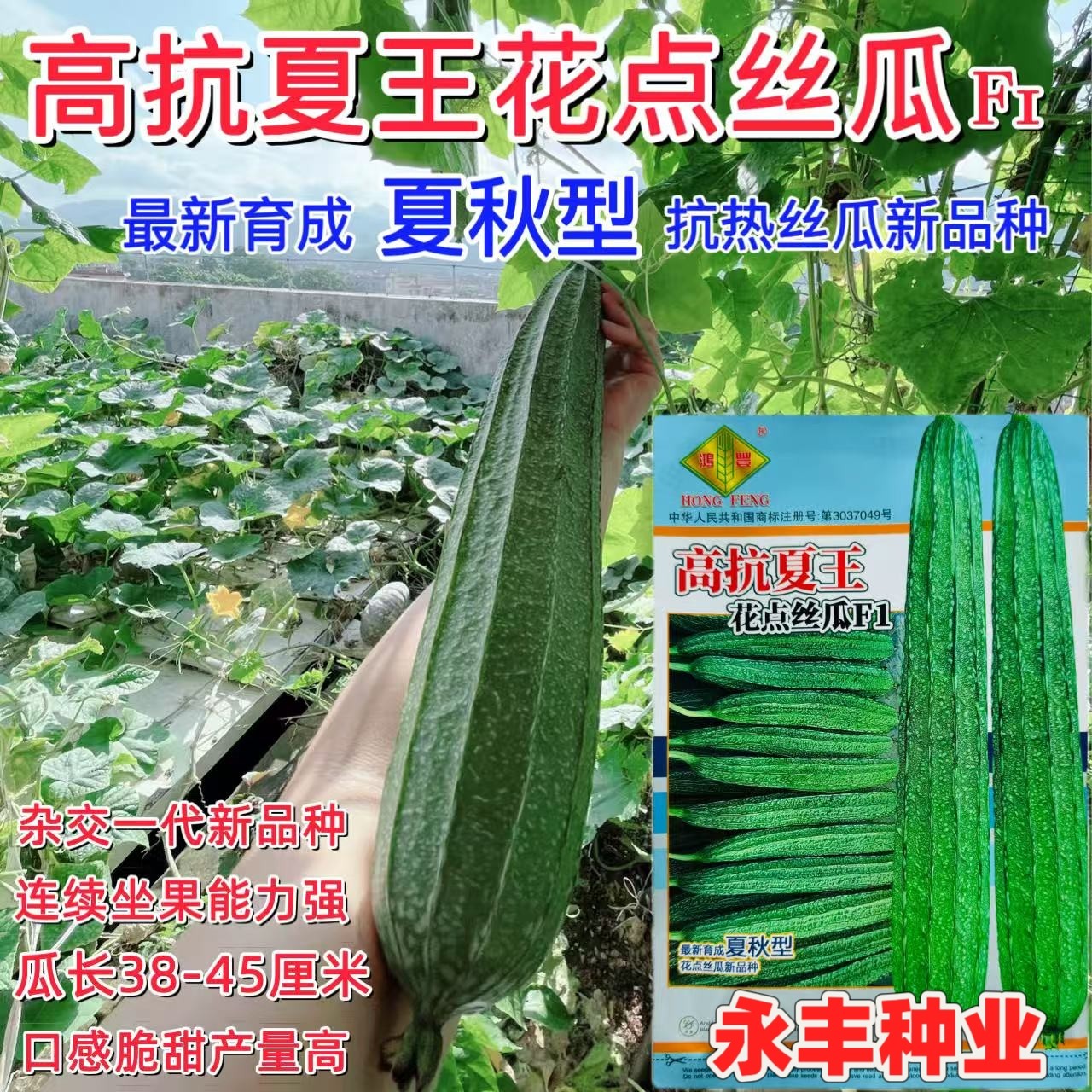 高抗夏王花点肉丝瓜苗种子菱角春秋四季高产菜园阳台盆栽蔬菜种籽