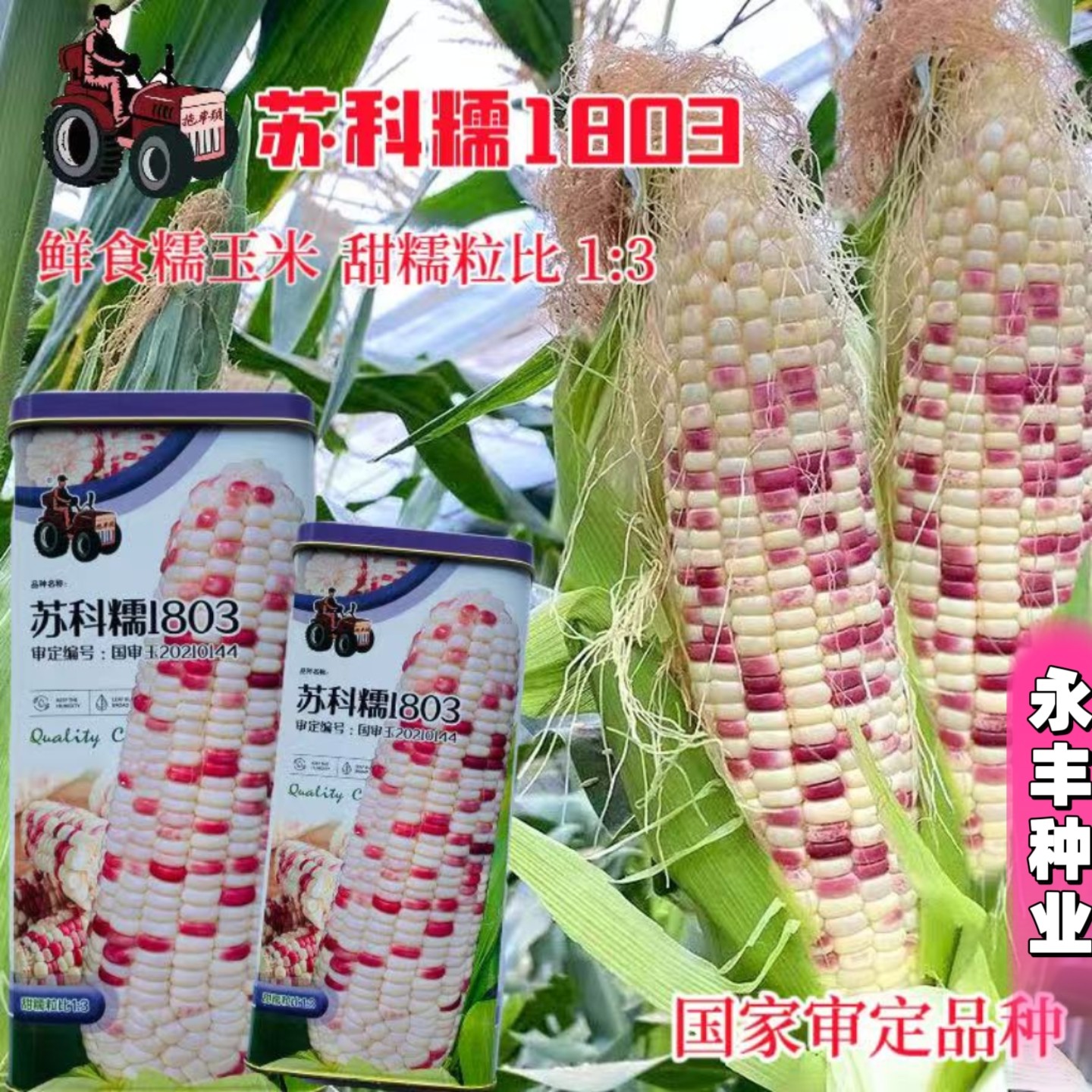 苏科糯1803玉米种子鲜食双色紫甜糯无渣农田菜园审定彩色玉米种籽