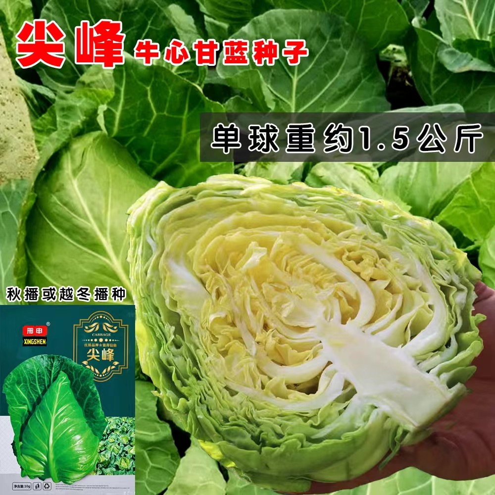 尖峰甘蓝高山包心菜鲜嫩圆白菜绿甘蓝新鲜蔬菜越冬包菜牛心甘蓝菜