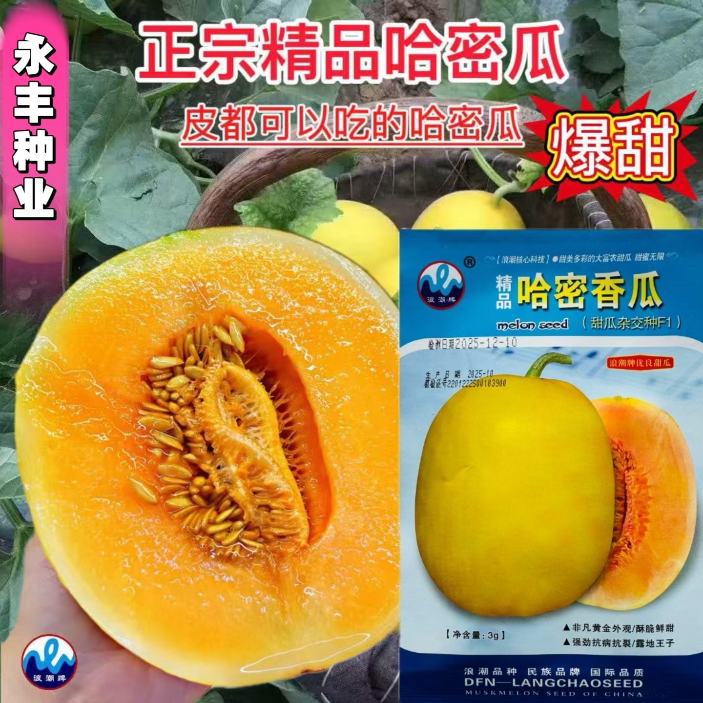 哈密甜瓜种子薄皮甜瓜种籽高圆形黄皮黄肉香瓜种子春播甜瓜种籽