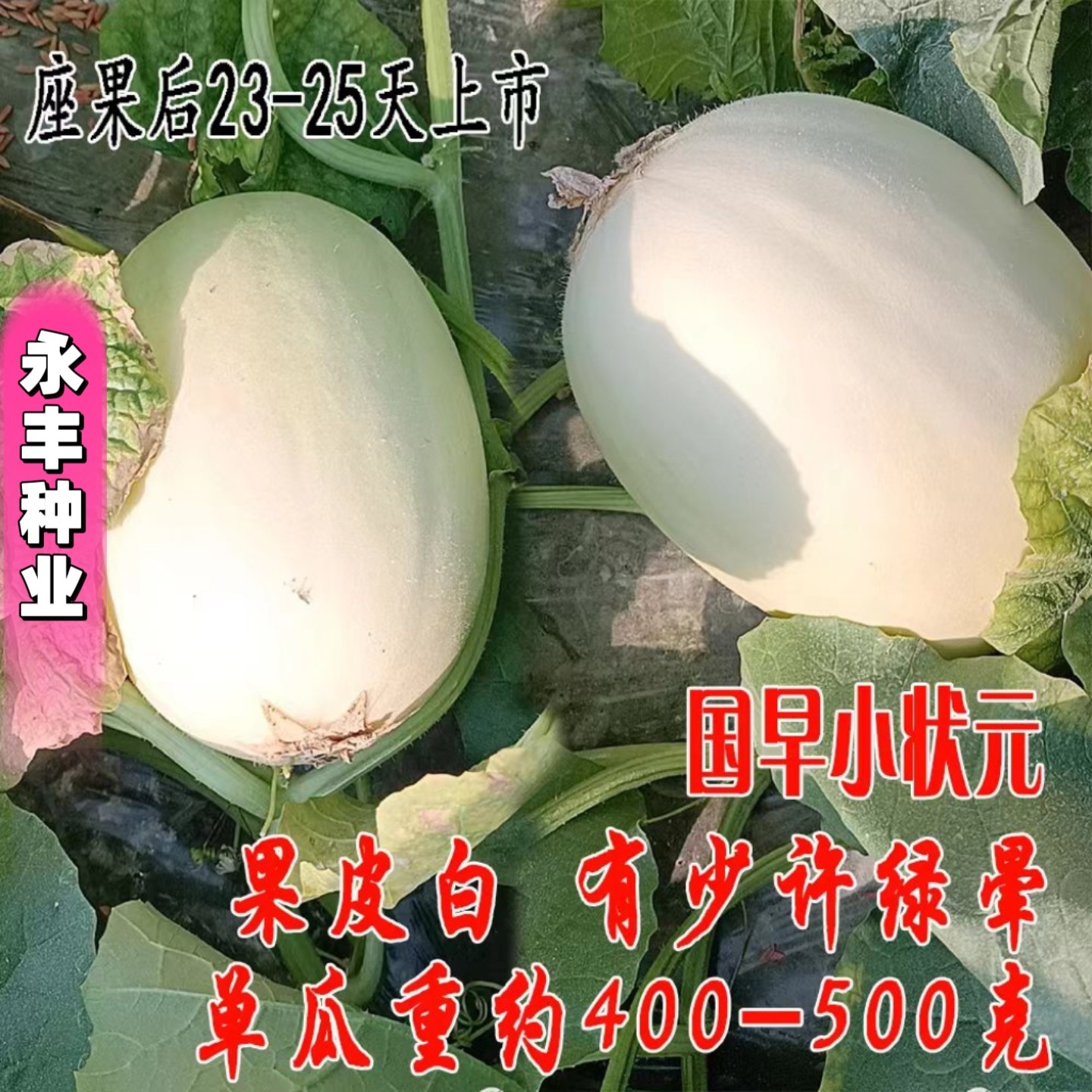 国早小状元甜瓜种籽大果春秋季高产薄皮白皮香瓜种子春秋播种种孑