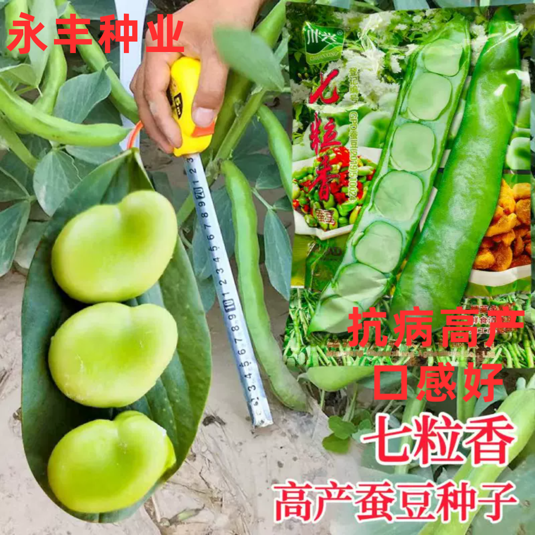 七粒香大蚕豆胡豆蔬菜种子孑籽南豆佛豆罗汉豆兰花豆坚豆大豆高产