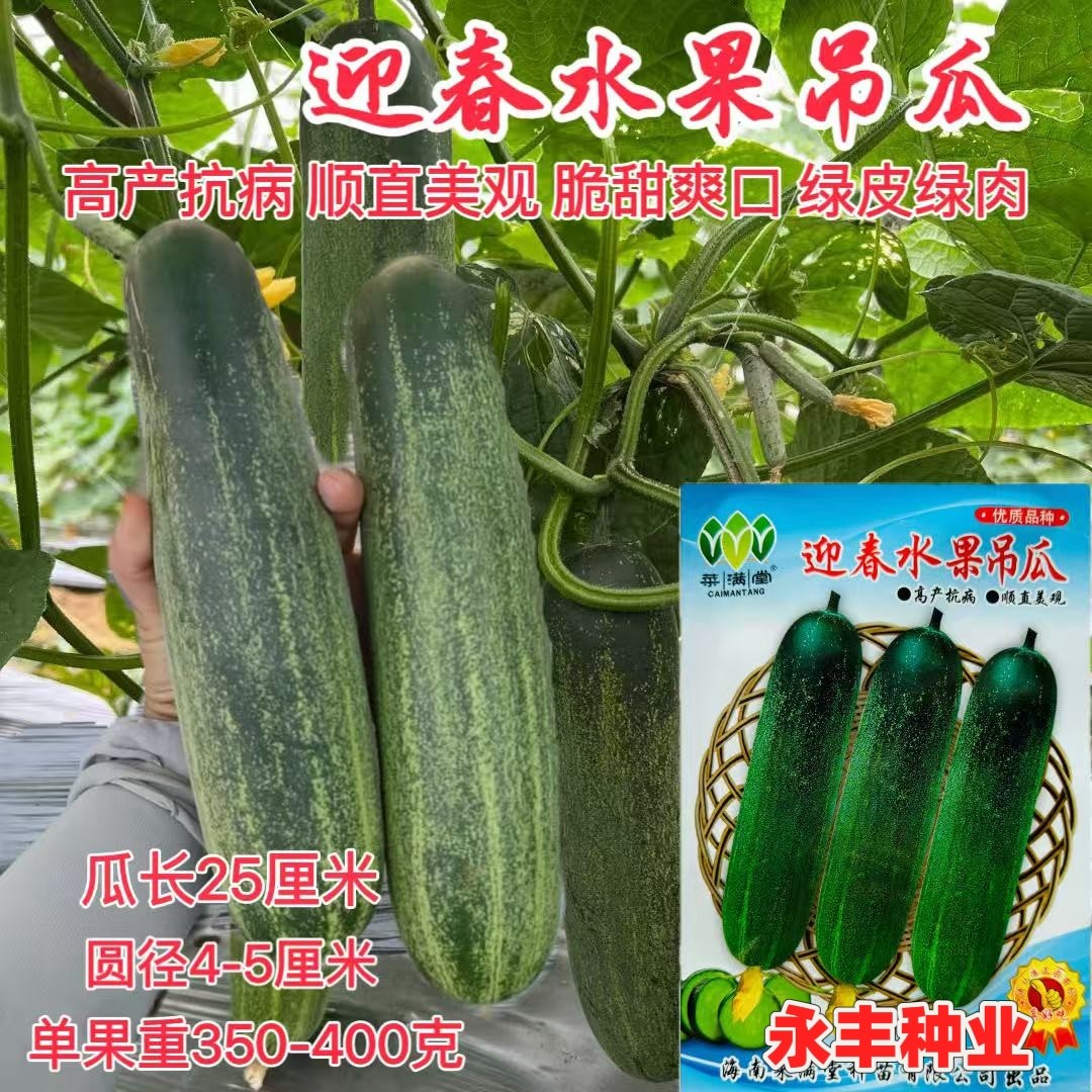迎春水果吊瓜种子早熟农家黄瓜吊瓜种籽高产抗病耐热绿肉蔬菜种孑