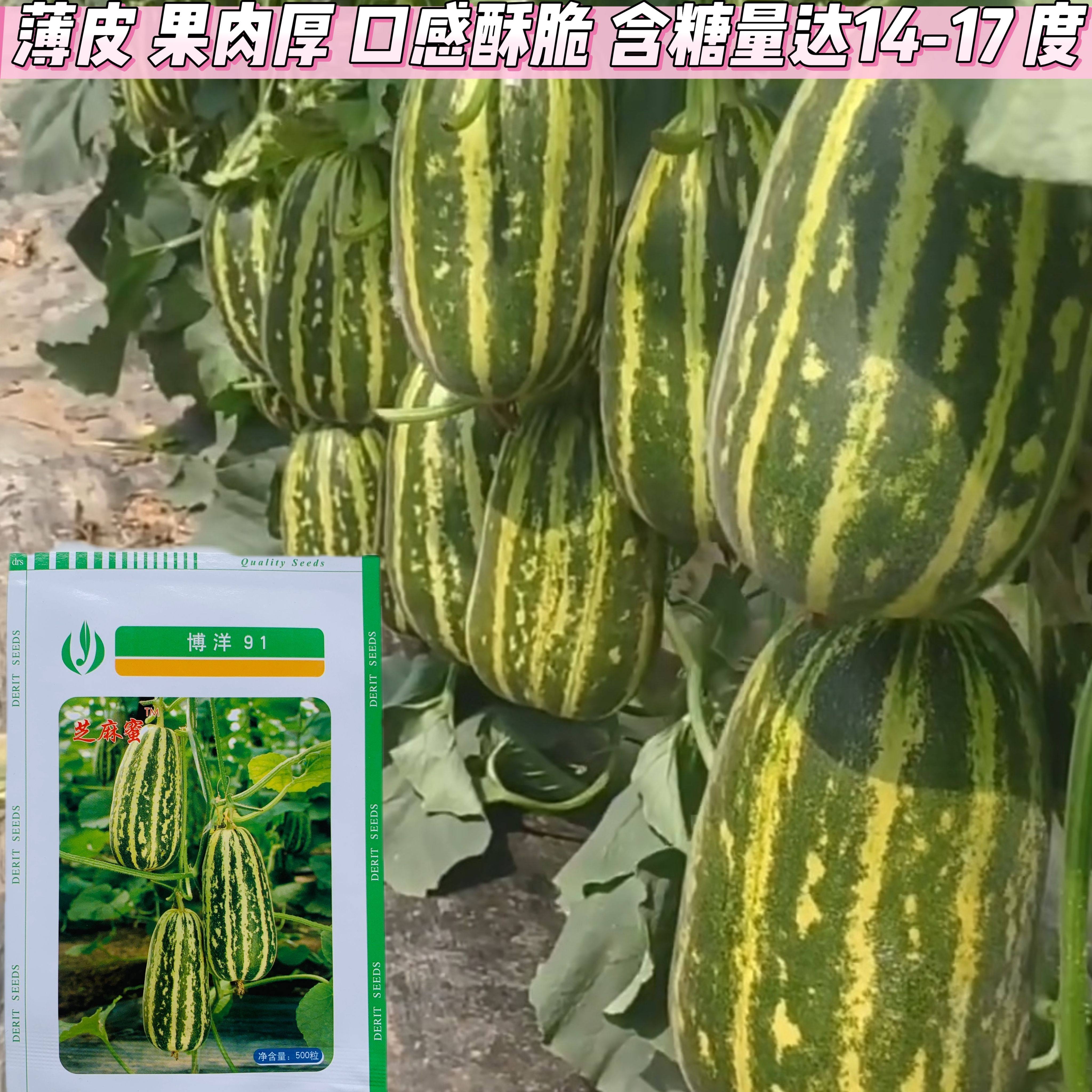 博洋91号高甜酥脆甜瓜种子正品芝麻蜜花羊牛角脆香薄皮肉厚高糖