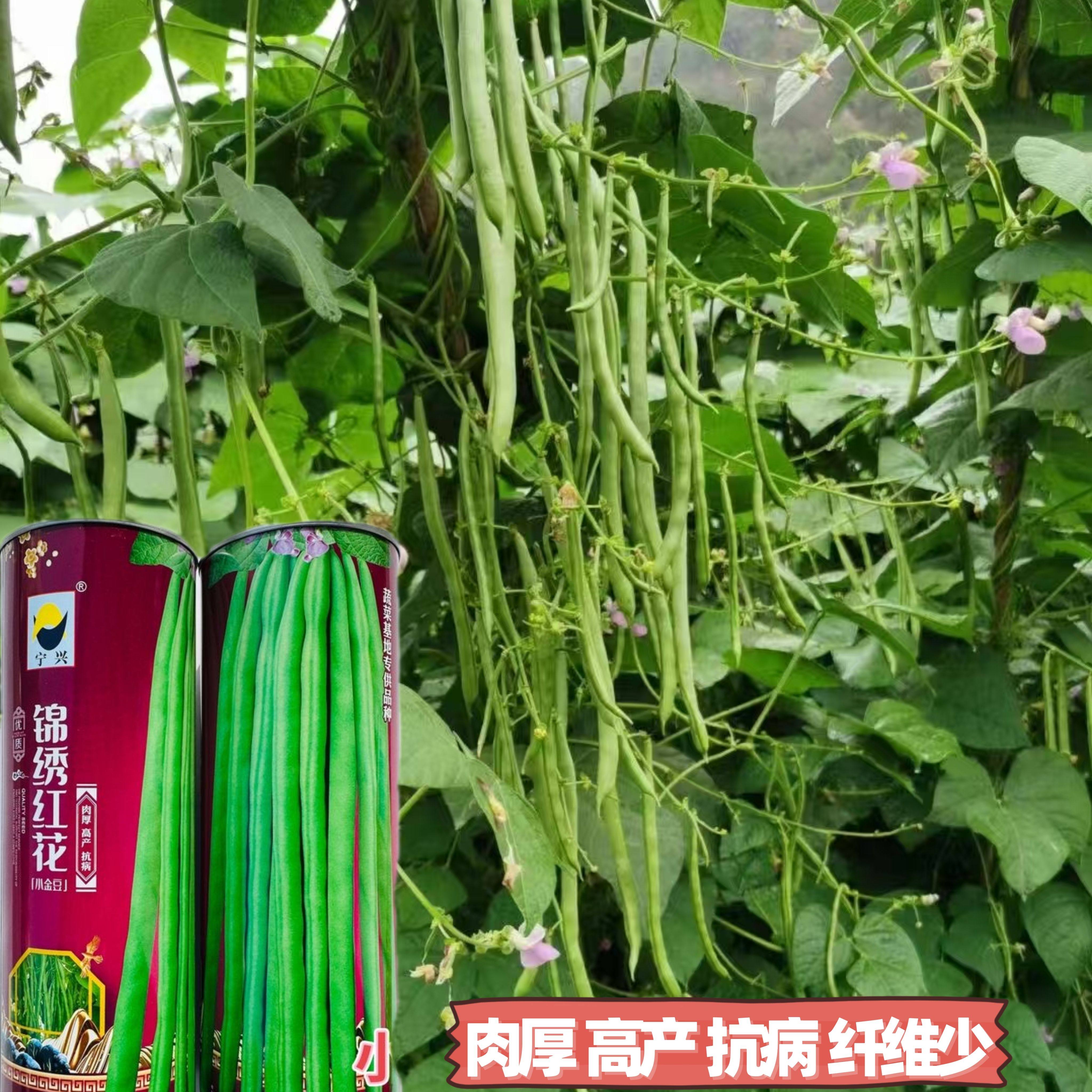 锦绣红花小金豆种子种籽豆角芸豆四季豆扁豆春季秋季蔬菜孑籽种