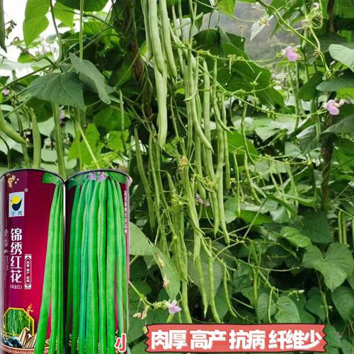 锦绣红花小金豆种子种籽豆角芸豆四季豆扁豆春季秋季蔬菜孑籽种