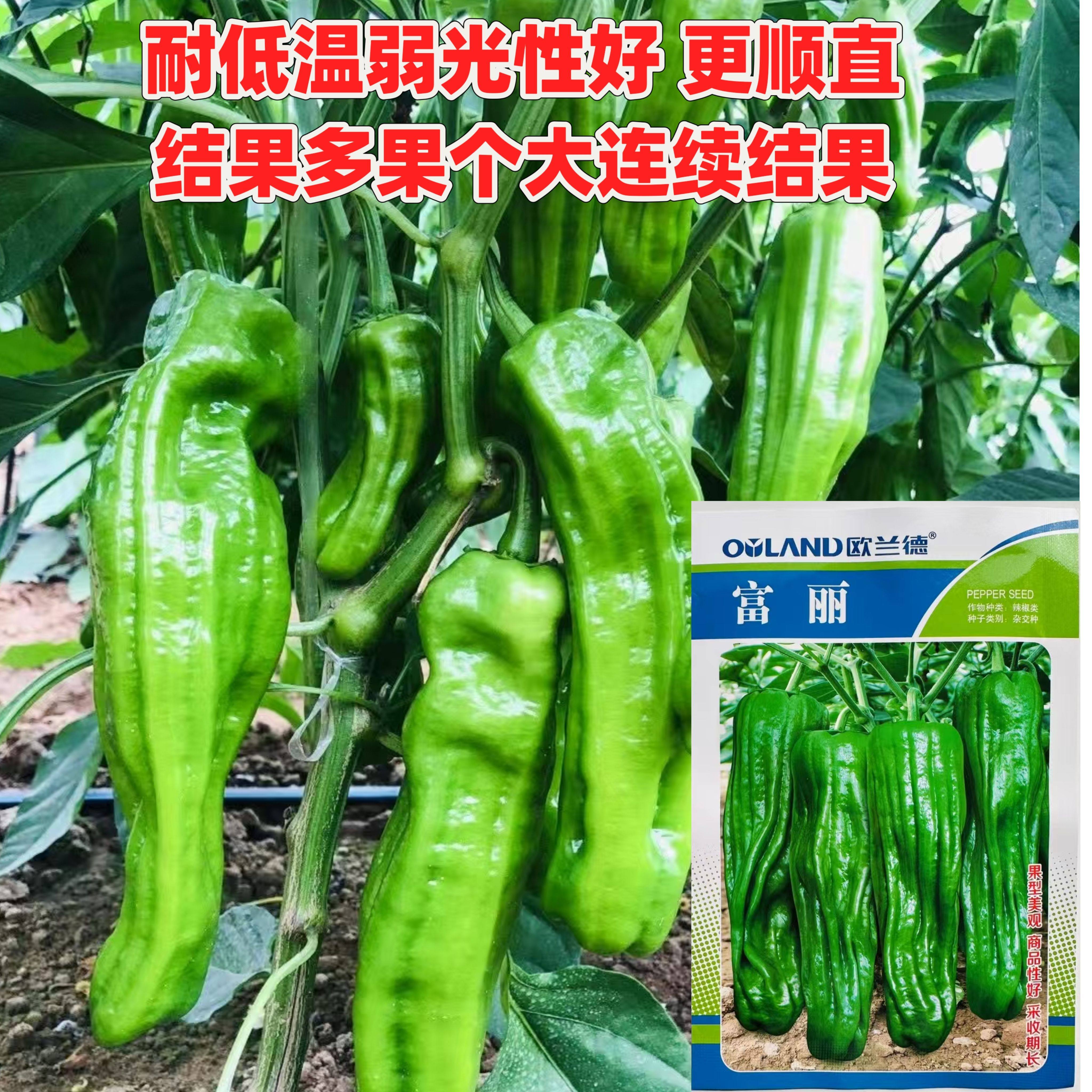 富丽119薄皮椒种籽子薄皮椒王阳台四季蔬菜种子种植随吃摘大辣椒