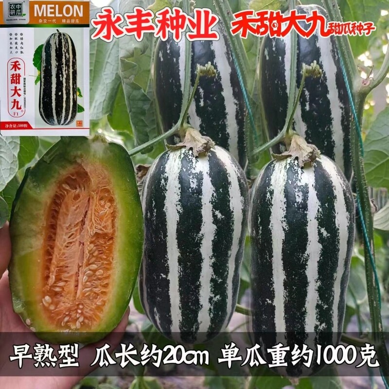 禾甜大九甜瓜种子皮薄肉厚无籽高产抗病早熟果肉厚甜度高瓜码密