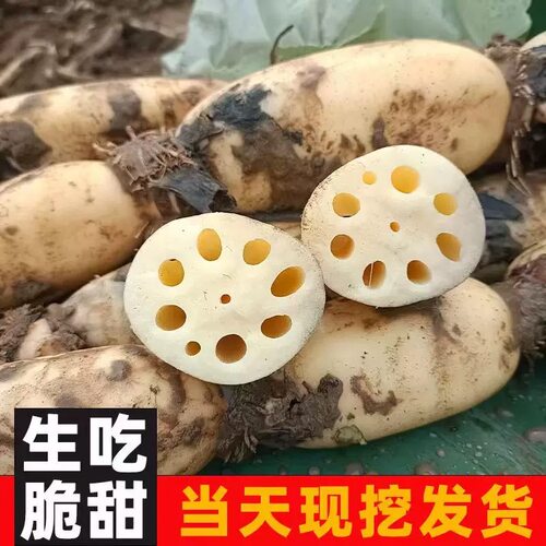 陕西黄河滩新鲜莲藕九孔莲现挖脆藕煲汤清炒凉拌农家蔬菜真空发货
