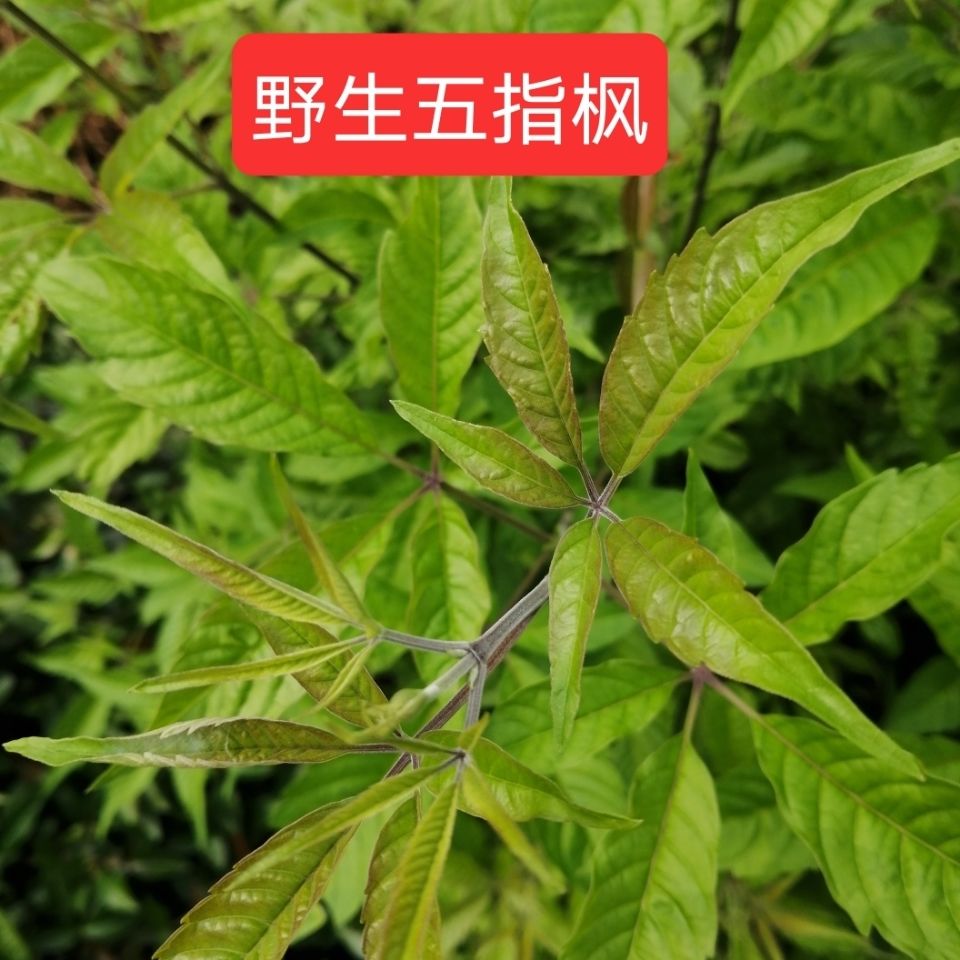 天生驱风散寒牡荆五指枫新鲜枝叶五指柑布荆树枝小孩坐月洗澡草药