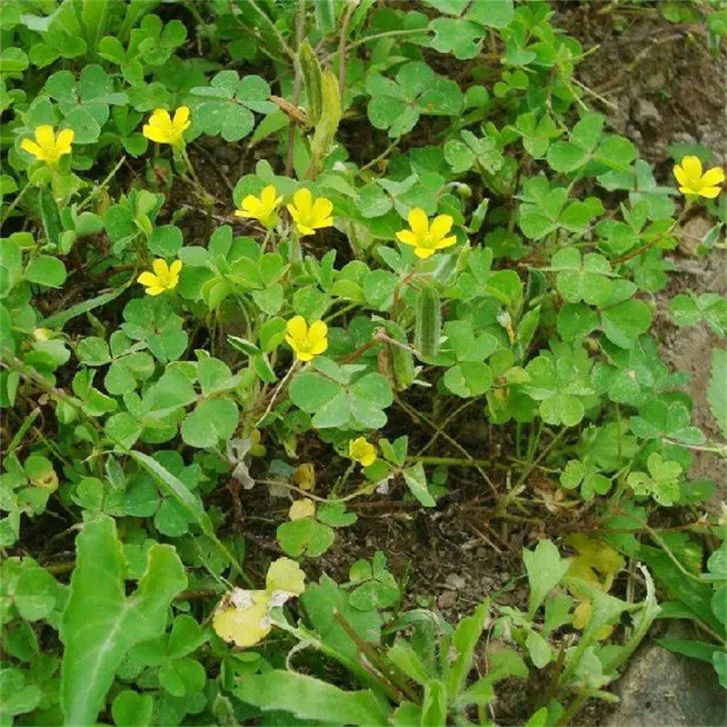 新鲜盐酸鸡仔酢浆草酸浆草三叶酸酸草斑鸠酸咪咪钩钩草野外假羊逃
