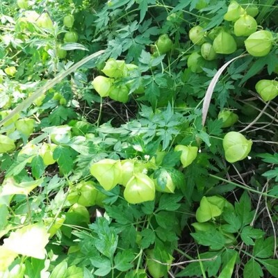 自生新鲜倒地铃小果倒地铃炮三角泡假苦瓜风船葛金丝苦楝带藤苦楝