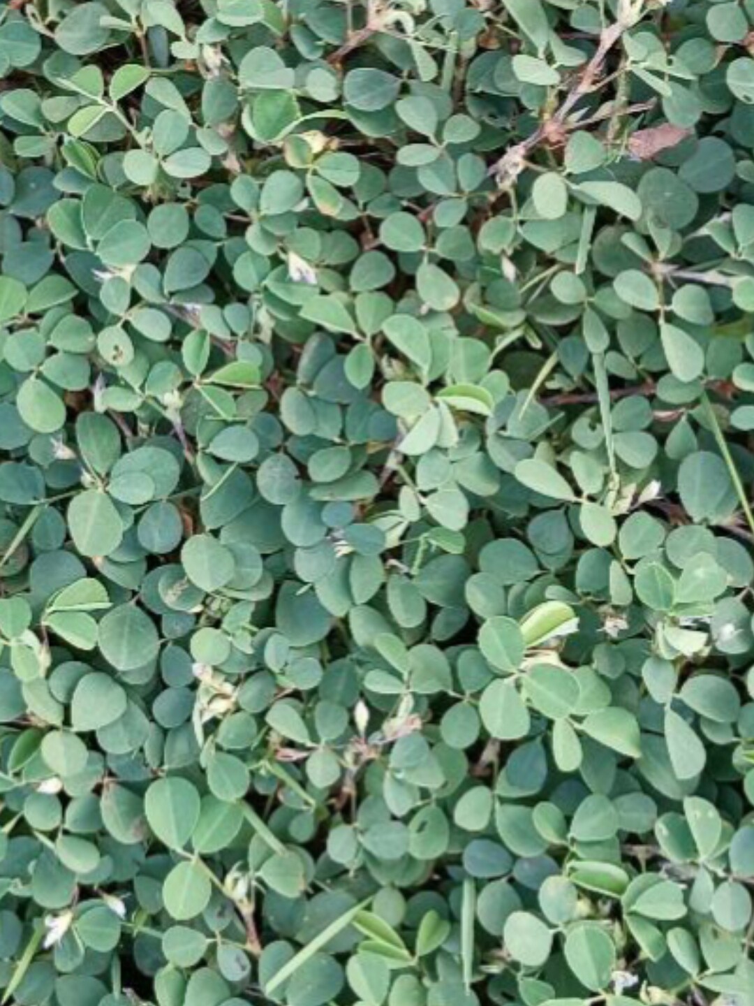 新鲜三点金草三脚虎品字草三叶六月雪斑鸠金遍地撒金钱哮灵草蝇翅