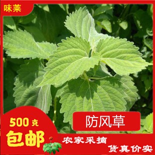 新鲜现割自生抹草广防风草中草药宝宝洗澡婴幼儿受风驱邪气农产品