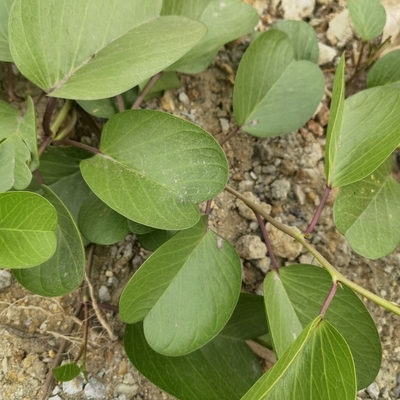 野生现摘天然袪湿草药二叶红花