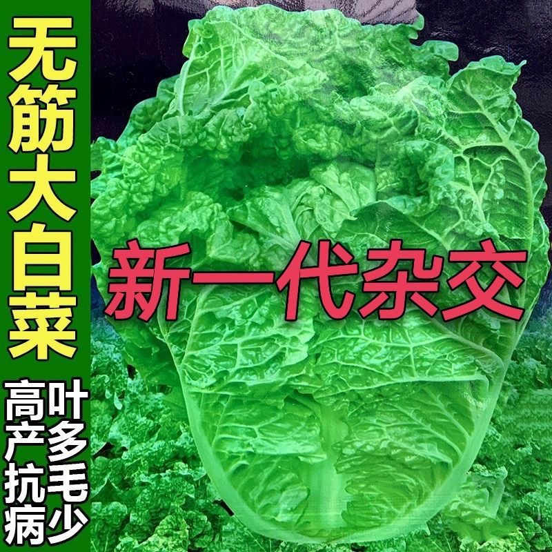 火锅菜种子无筋叶多大白菜种籽高产抗病耐贮秋播四季大田蔬菜种孑