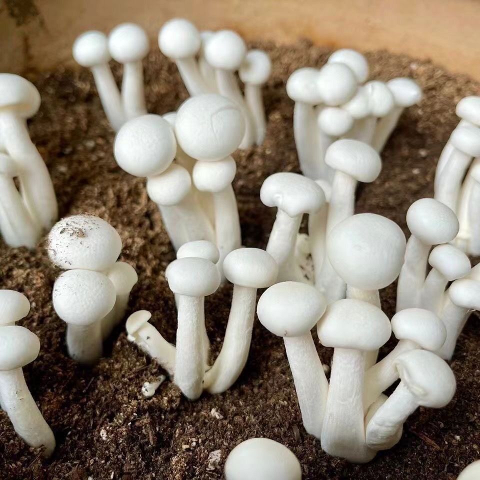 家庭种植白玉菇菌种阳台盆景四季可种新鲜菌菇甜蜜收获