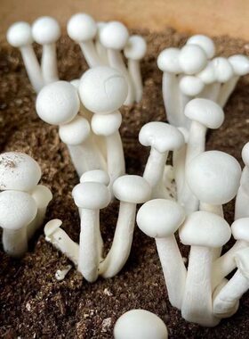 家庭种植白玉菇菌种阳台盆景四季可种新鲜菌菇甜蜜收获