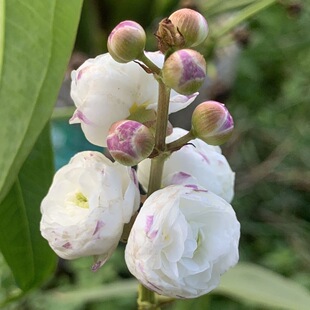 【日本重瓣茨菇种球】鱼缸龟缸造景净化水质慈姑根慈菇水培重瓣花