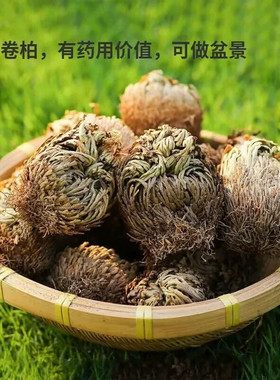 九死还魂草还阳草盆栽新奇水培植物卷柏中药假山水雨林缸造景植物