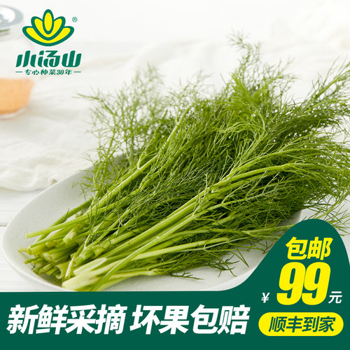 小汤山茴香新鲜蔬菜