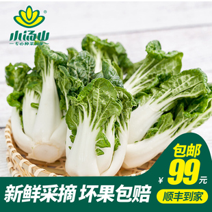新鲜蔬菜基地种植当天采摘59元 约250g 奶白菜 包顺丰 小汤山