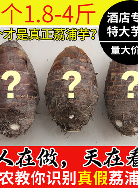 特大号荔浦芋头产地直发量大价优